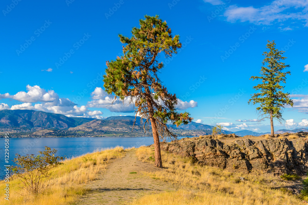 beautiful summer light in a park with trees and rocks beautiful summer light in a park with trees and rocks