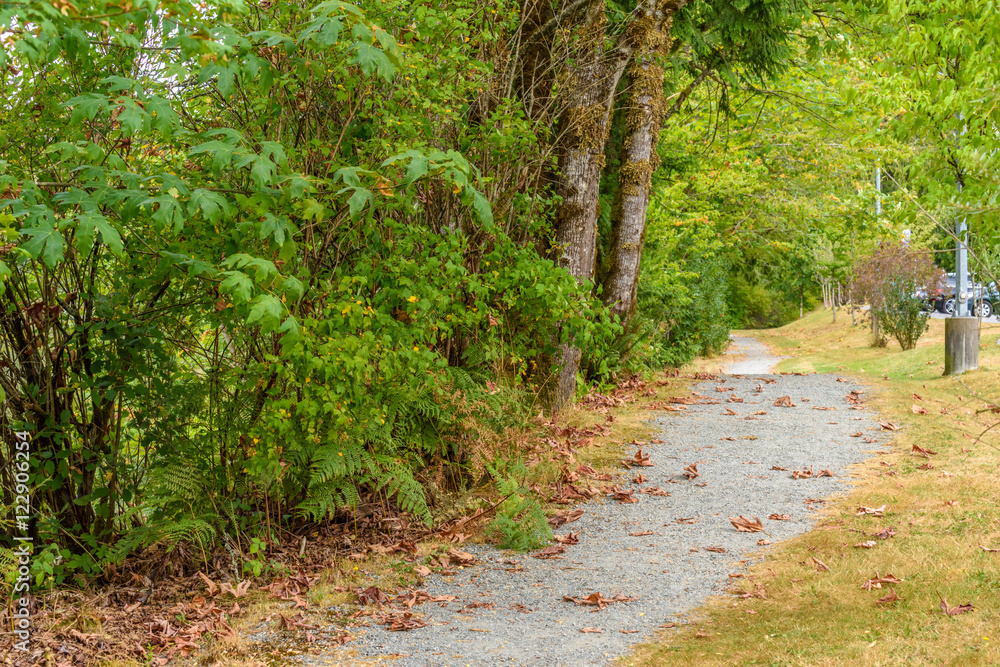 Fototapeta premium Fragment of Hayward Lake Park trail in Vancouver, Canada.