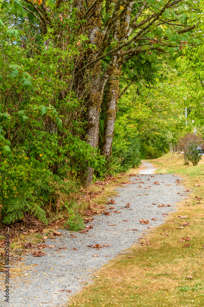 Fragment of Hayward Lake Park trail in Vancouver, Canada. Fragment of Hayward Lake Park trail in Vancouver, Canada.
