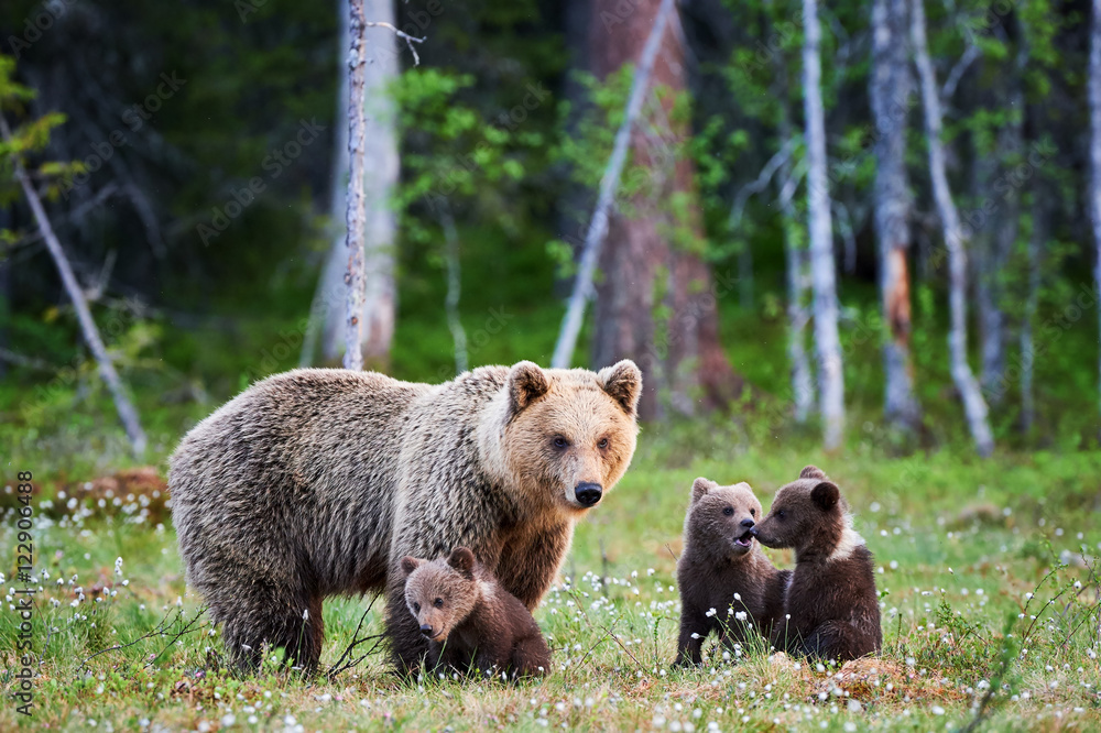 Obraz premium Female brown bear and her cubs