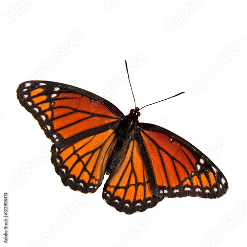 Limenitis archippus, Viceroy butterfly, isolated on white