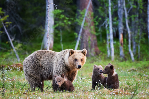 Female brown bear and her cubs