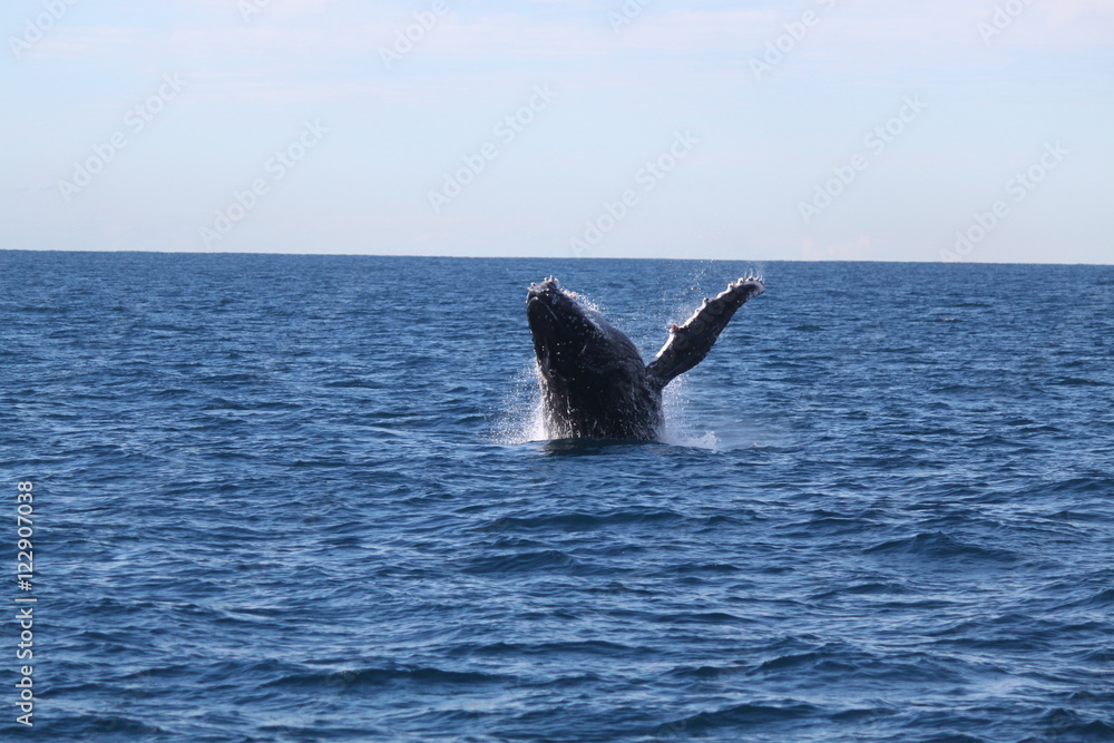 Fototapeta premium wales show