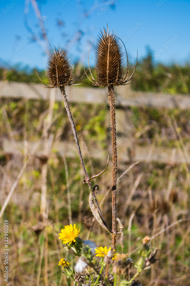 Dried thistle flower