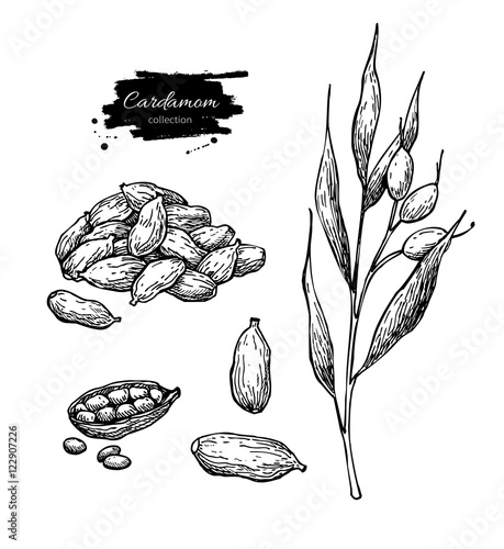 Photos Cardamom vector hand drawn illustration set with plant and seeds