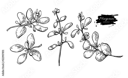 Marjoram vector hand drawn illustration set. Isolated spice obje