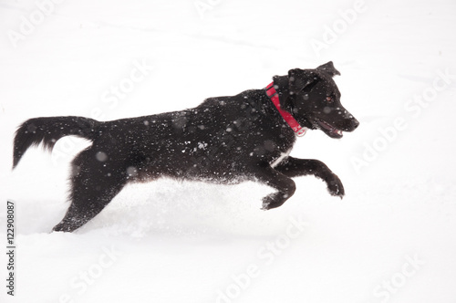 Happy black dog playing in deep snow in heavy snow fall