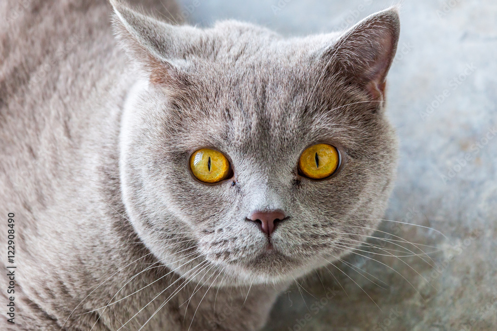 Shocked cat. Cat finding out there will be no food today. British shorthair cat with yellow eyes.