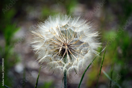 Dandelion flower