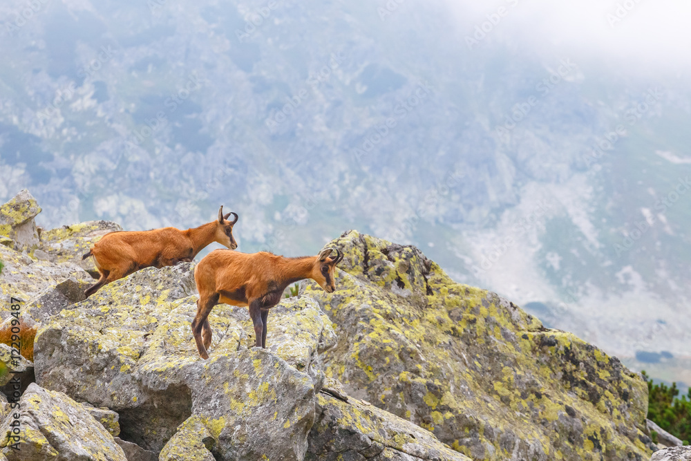Chamois (Rupicapra Carpatica) in High Tatra Mountains, Poland Chamois (Rupicapra Carpatica) in High Tatra Mountains, Poland