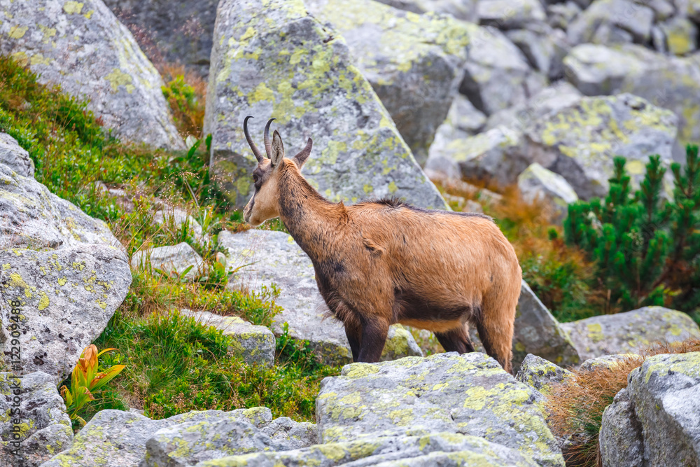 Chamois (Rupicapra Carpatica) in High Tatra Mountains, Poland Chamois (Rupicapra Carpatica) in High Tatra Mountains, Poland