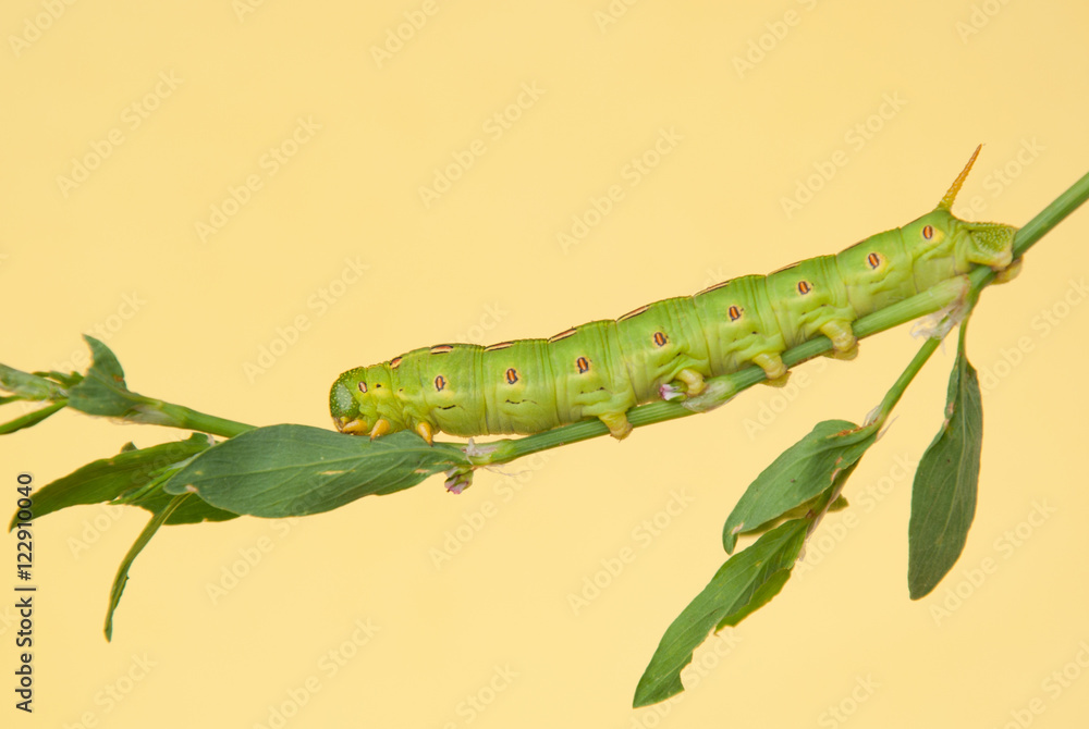 White-lined Sphinx Moth caterpillar feeding on its natural host plant Common Knotgrass, Polygonum aviculare White-lined Sphinx Moth caterpillar feeding on its natural host plant Common Knotgrass, Polygonum aviculare