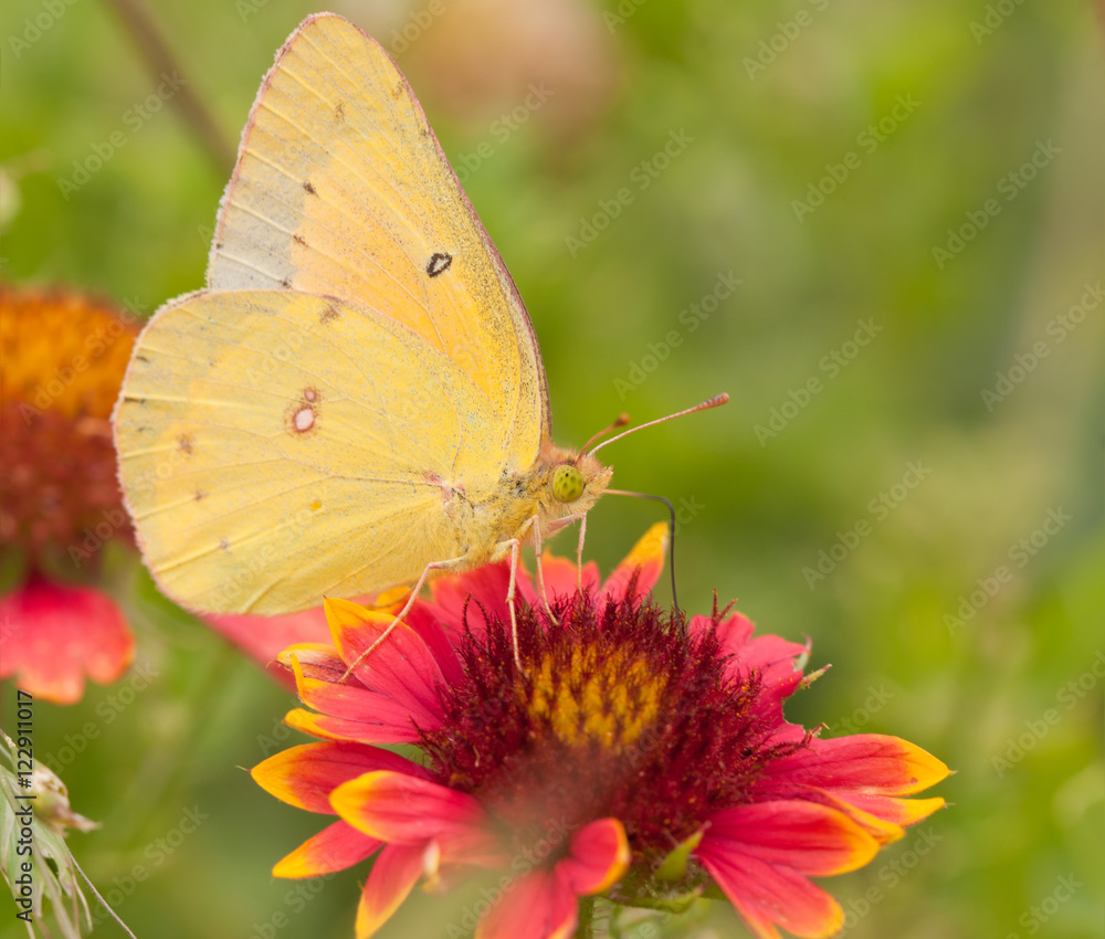 Colias eurytheme, Orange Sulphur butterfly, feeding on an Indian Blanketflower Colias eurytheme, Orange Sulphur butterfly, feeding on an Indian Blanketflower