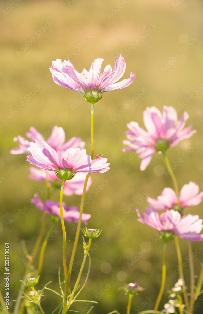 Dainty pink Cosmos flowers back lit by evening sun Dainty pink Cosmos flowers back lit by evening sun