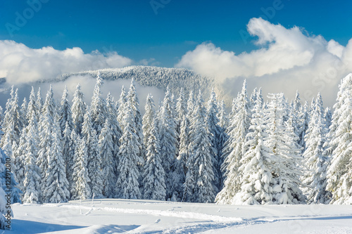 Landscape of beautiful snowy winter
