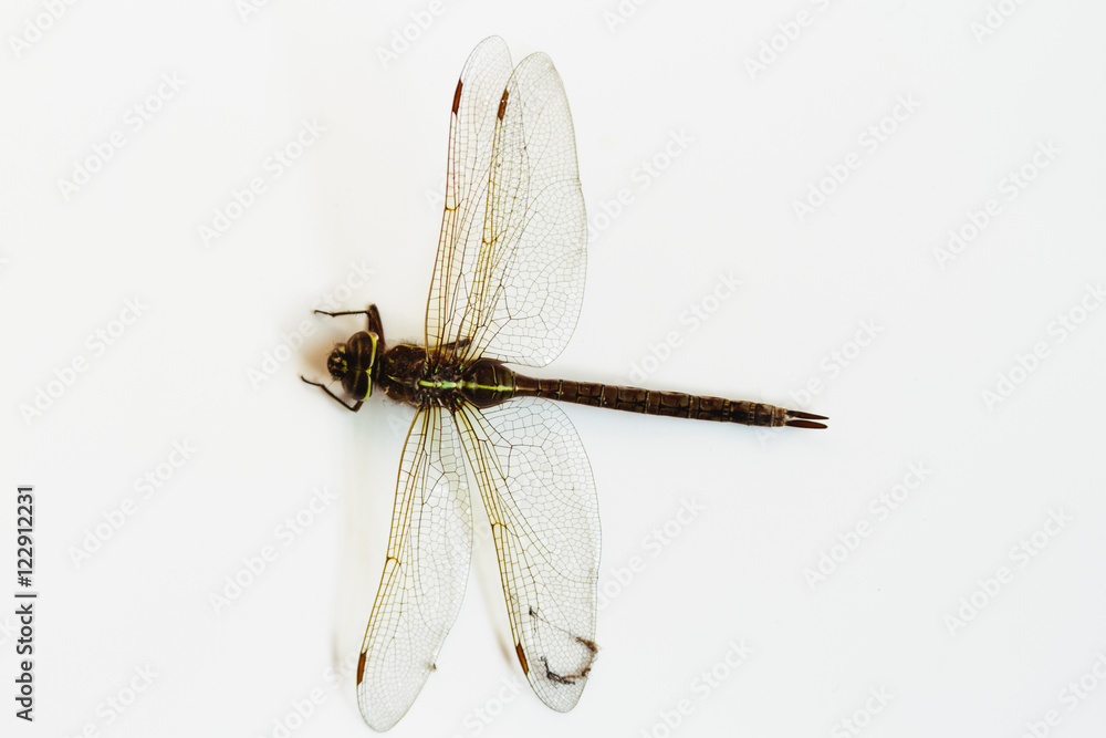 Dragon fly isolated over a white background Dragon fly isolated over a white background