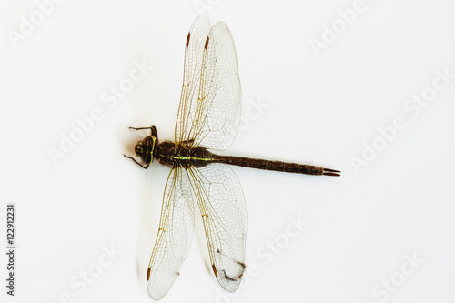 Dragon fly isolated over a white background