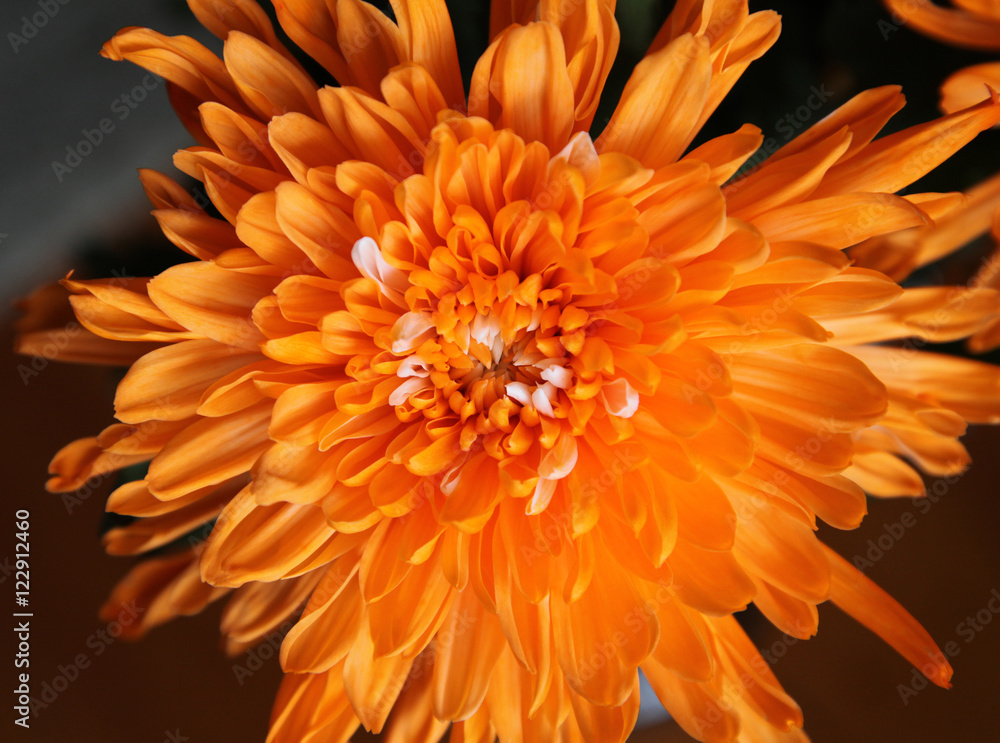 Closeup of beautiful Orange Chrysanthemum flower Closeup of beautiful Orange Chrysanthemum flower
