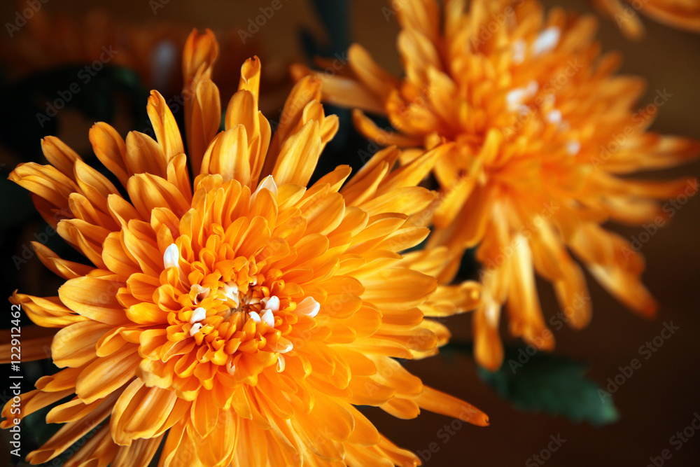 Closeup of beautiful Orange Chrysanthemum flower Closeup of beautiful Orange Chrysanthemum flower
