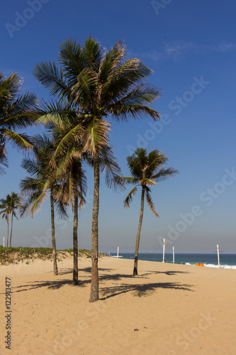 Fototapeta Naklejka Na Ścianę i Meble -  Palm trees in Ipanema