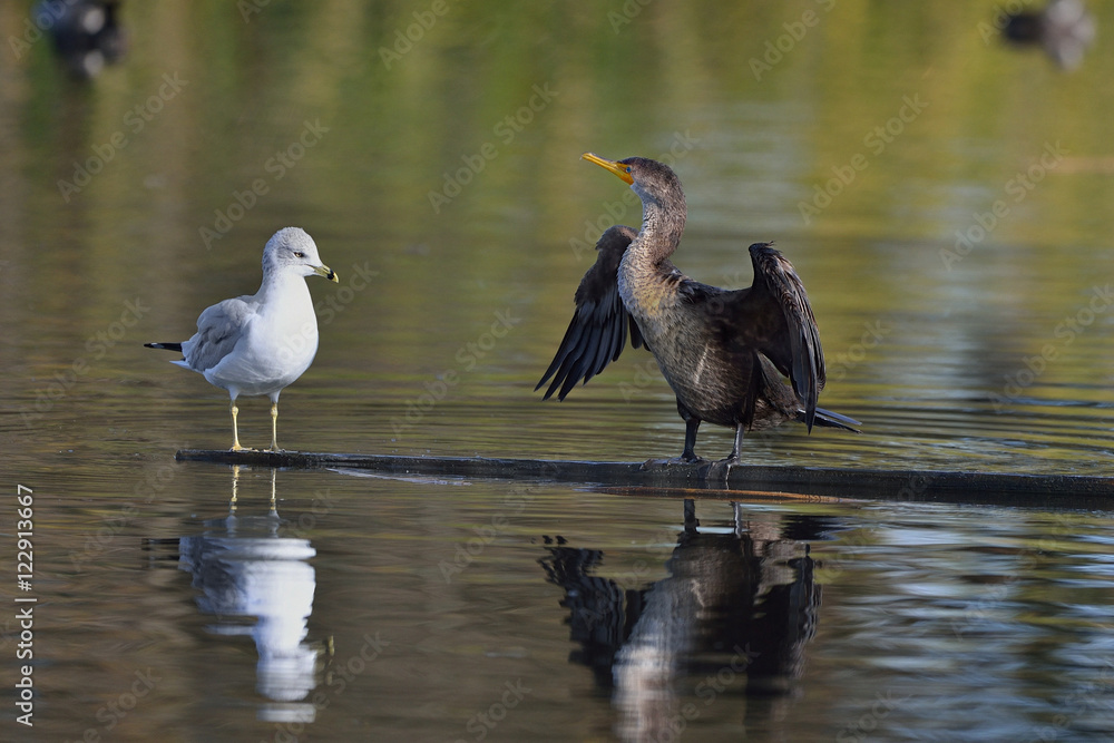 Naklejka premium Cormorant and Gull sharing plank on pond