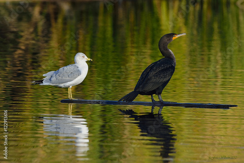 Cormorant and Gull sharing plank on pond photo