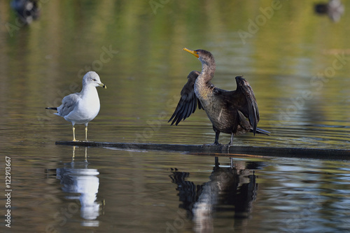Cormorant and Gull sharing plank on pond photo