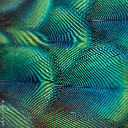 Fototapeta close-up peacock feathers