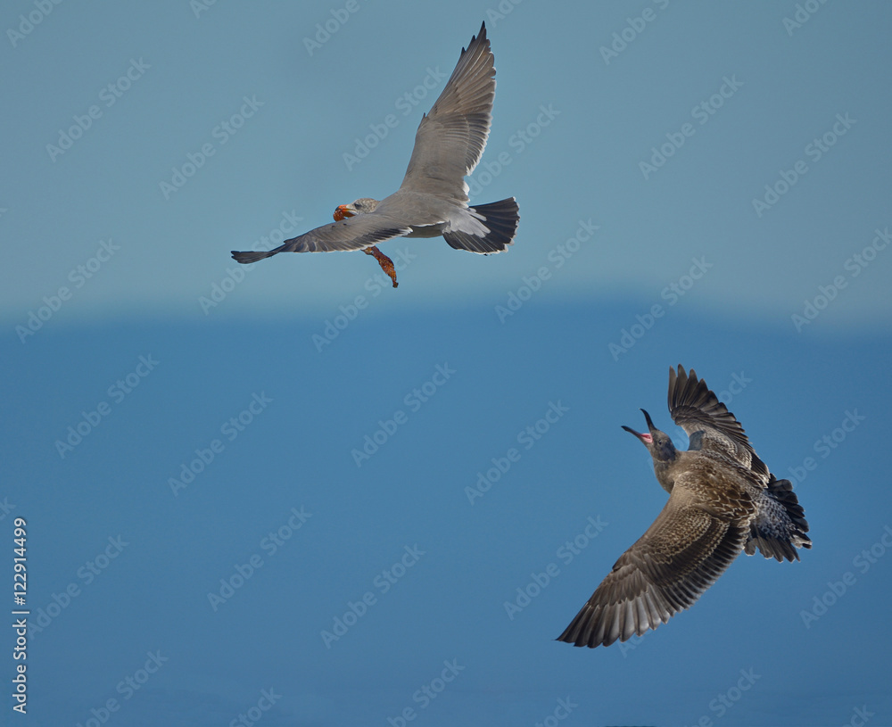 Obraz premium One gull chasing another in midair 