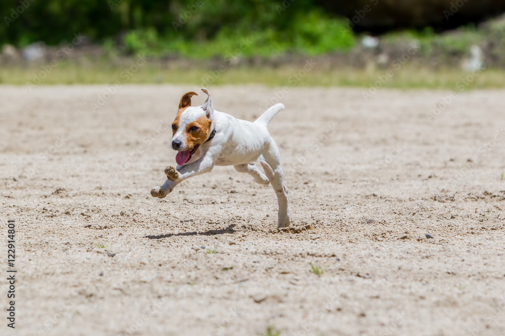 Jack Russell Terrier Running With Full Speed