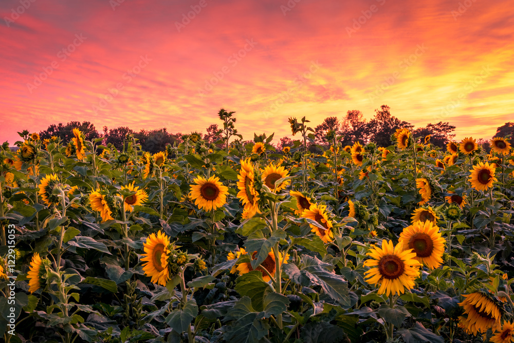 Naklejka premium Vivid sunset over sunflower field maze 