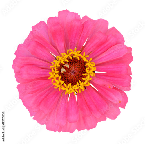 pink zinnia flower