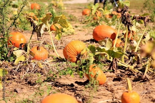 Pumpkin Patch