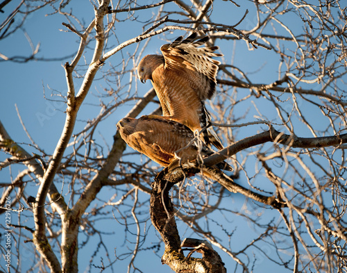 Redshouldered Hawk couple courtship  photo