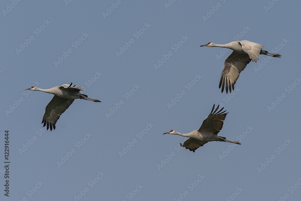 Fototapeta premium Three Sandhill Cranes flying overhead