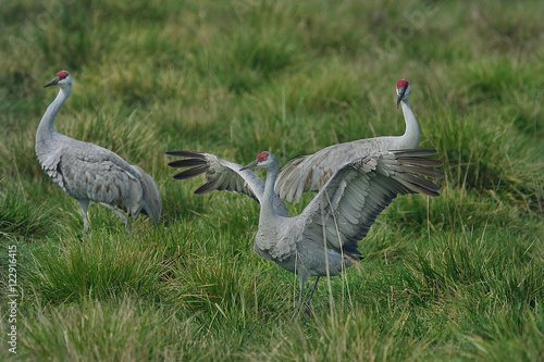 Fotografie Sandhill Cranes in courtship dance