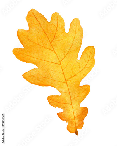 Wallpaper Mural beautiful autumn watercolor oak leaf on white background.fall illustration. Torontodigital.ca
