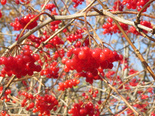 Red berries hang in clusters on the branches