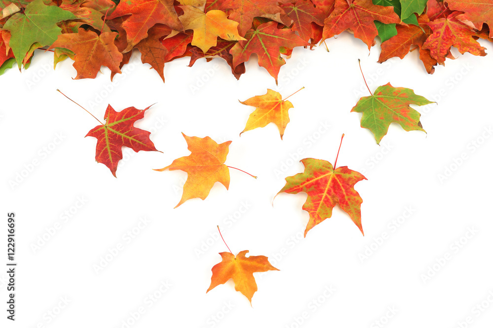 Fototapeta premium colorful maple tree leaves isolated on white background