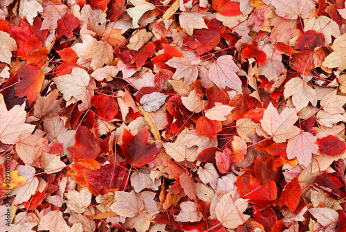 fallen red leaves on the ground in autumn