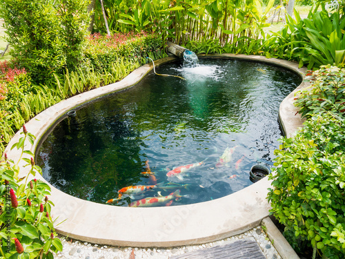 Fototapeta koi fish in koi pond in the garden
