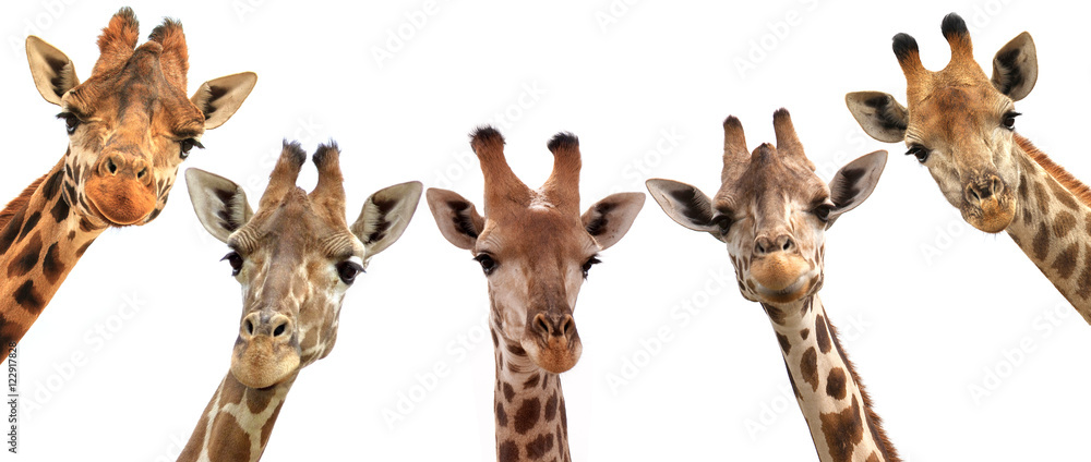 Fototapeta premium Żyrafa głowy na białym tle