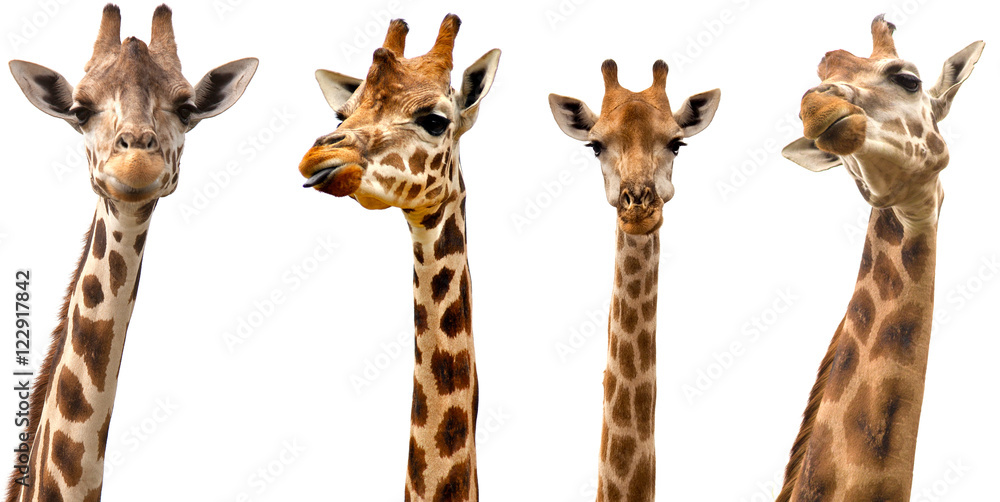 Giraffes isolated on white background - obrazy, fototapety, plakaty 