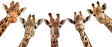 Giraffe heads isolated on white background