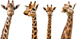 Giraffes isolated on white background