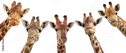 Obraz Żyraf głowy na białym tle