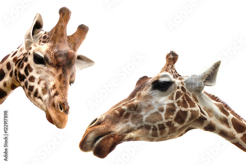 Photography Two Giraffes over white