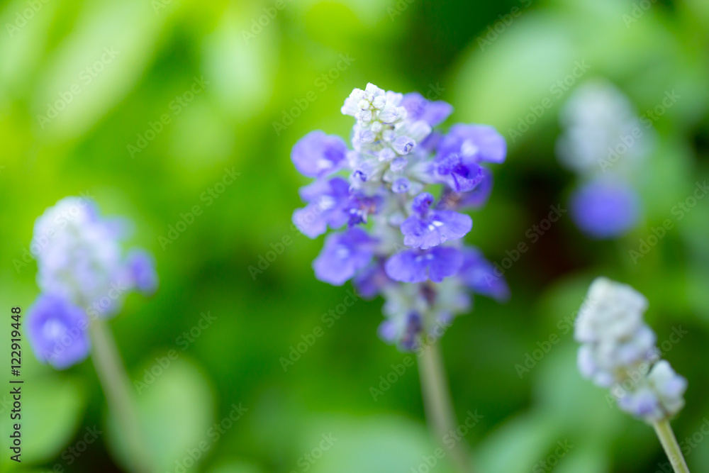 Lavender flower shallow focus blur background. Lavender flower shallow focus blur background.