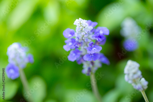 Lavender flower shallow focus blur background.