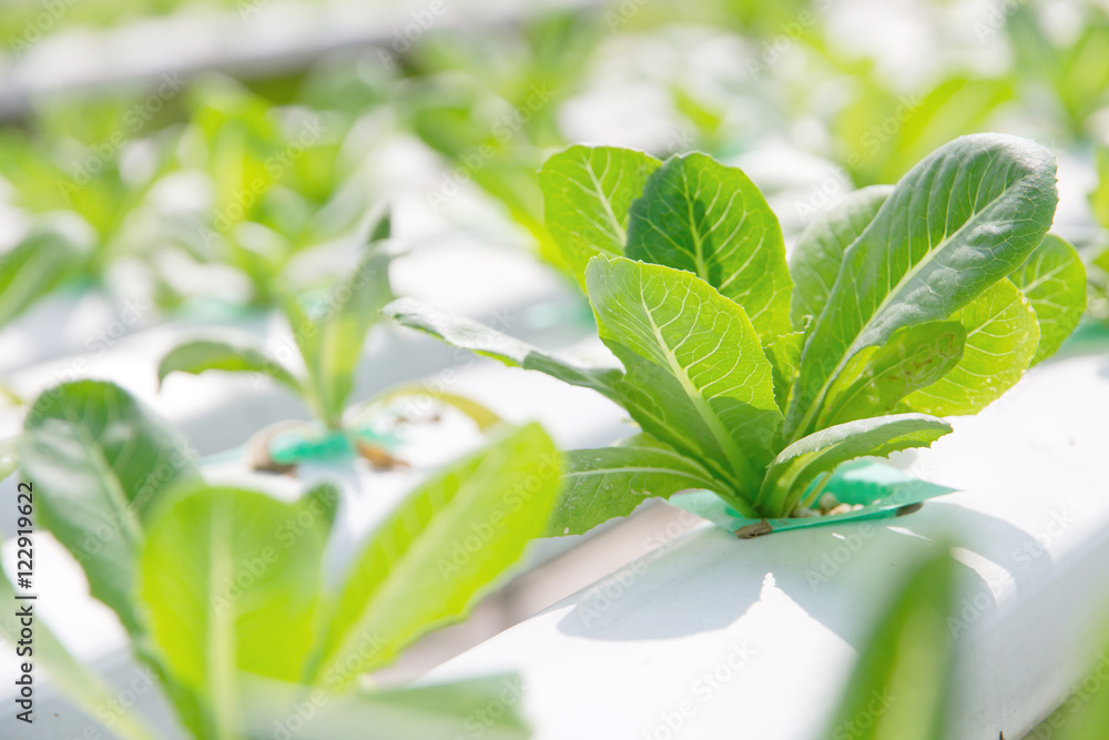 Hydroponics vegetable farm,close up of Lettuce Crop Lactuca Leaf Vegetable Hydroponics vegetable farm,close up of Lettuce Crop Lactuca Leaf Vegetable